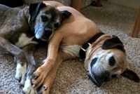 She makes a great pillow