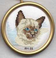 Siamese Kitten