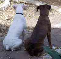 Squirrel patrol