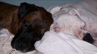 Shhh, dogs sleeping.