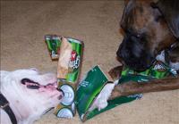 Bad dogs!