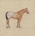 Appaloosa