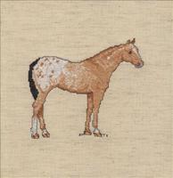 Appaloosa
