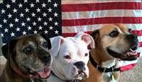 Happy 4th of July!