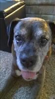 Bo Smiling