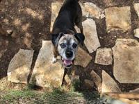 Bo Outside