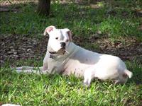 Peanut relaxing in the sun.