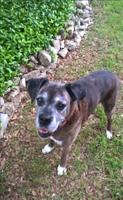 Bo my silver fox!