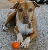 Frack loves her ball.