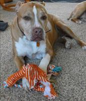 Frack likes his toys.