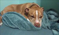 Loves his blanket.