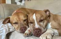 Best Buds
