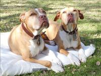 They enjoy being outside.